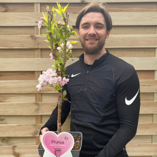 Ornamental Flowering Cherry Blossom Tree Dwarf - Prunus serrulata 'Amanogawa'' 70-80cm -