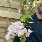 Ornamental Flowering Cherry Blossom Tree Dwarf - Prunus serrulata 'Amanogawa'' 70-80cm -