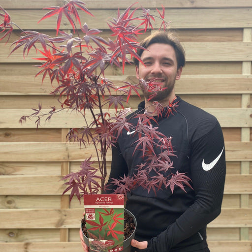 Acer palmatum 'Bloodgood' 3L / 10L / 70L / 90L -