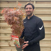 Acer palmatum Jerre Schwartz 3L / 35L -