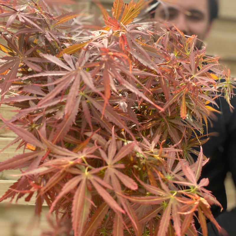 Acer palmatum Jerre Schwartz 3L / 35L -