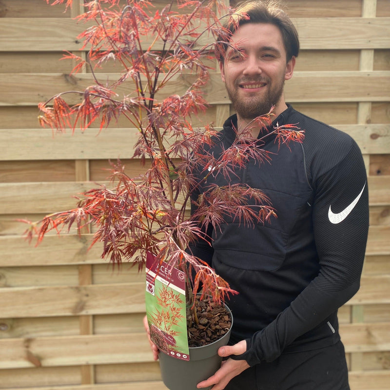 Acer palmatum Garnet 3L-235L -