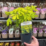 Evergreen Shrub Ready-Made Border - Home & Garden Garden Plants