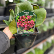 Bergenia cordifolia 'Purpurea' (Elephant's Ears) - Two sizes available -
