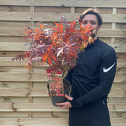 Acer palmatum Atropurpureum 2L -