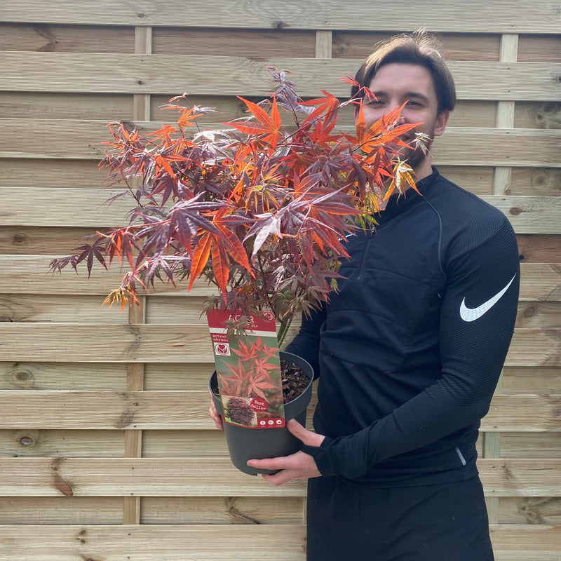 Acer palmatum Atropurpureum 2L -