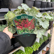 Heuchera 'Ruby Bells' 9cm/2L Growers Pot -
