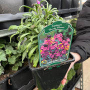 Erysimum 'Bowles Mauve' (Three Sizes Available) -