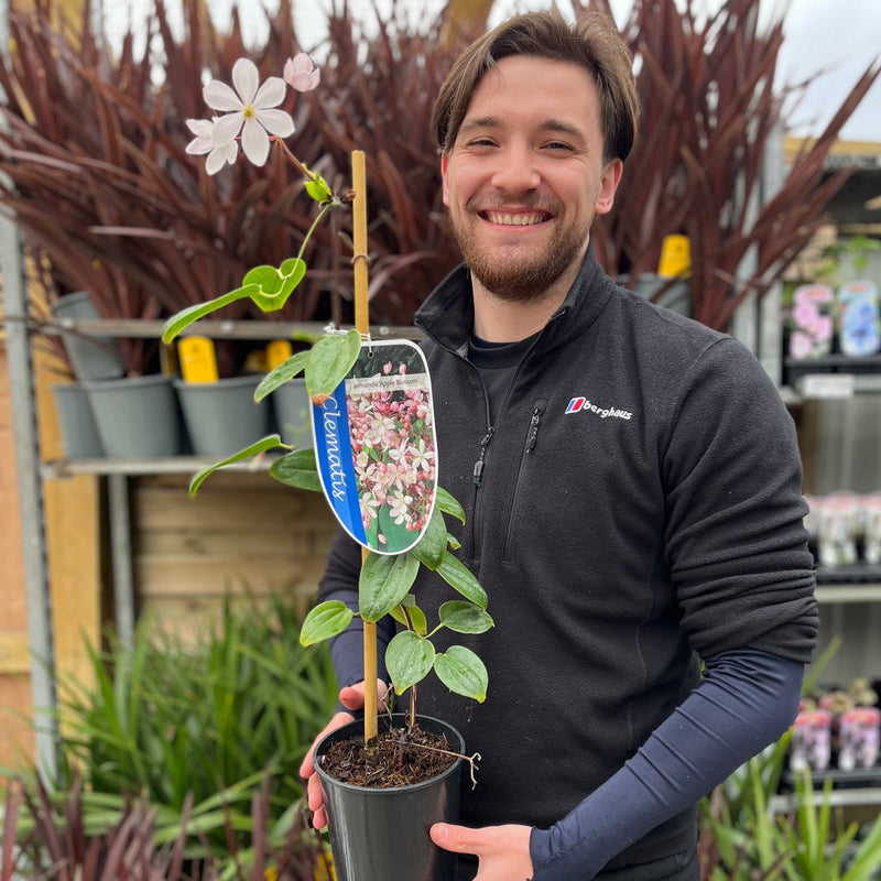 Clematis armandii - Apple Blossom 100cm (Evergreen and Fragrant) -