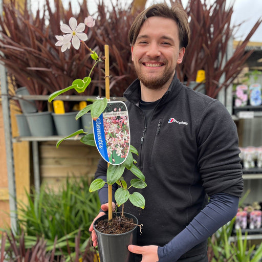 Clematis armandii - Apple Blossom 100cm (Evergreen and Fragrant) -