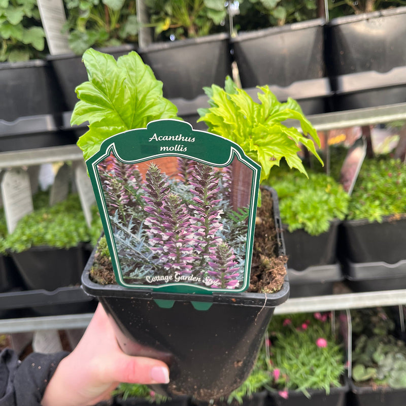 Acanthus mollis 2L -