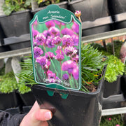 Armeria maritima Splendens Sea Pinks 2L -