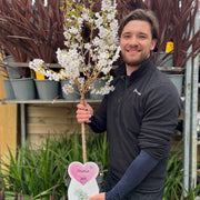 Ornamental Flowering Cherry Blossom Dwarf Tree - Nipponica ‘Brilliant' (2 Sizes Available) -