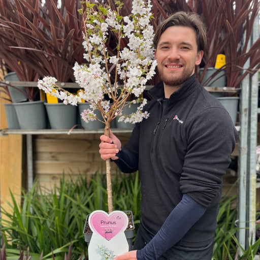 Ornamental Flowering Cherry Blossom Dwarf Tree - Nipponica ‘Brilliant' (2 Sizes Available) -