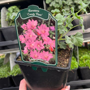 Lavatera x clementii 'Candy Floss' 2L -