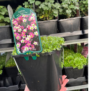 Saxifraga 'Peter Pan' 2L -