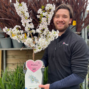 Ornamental Flowering Cherry Blossom Dwarf Tree - Nipponica ‘Brilliant' (2 Sizes Available) -