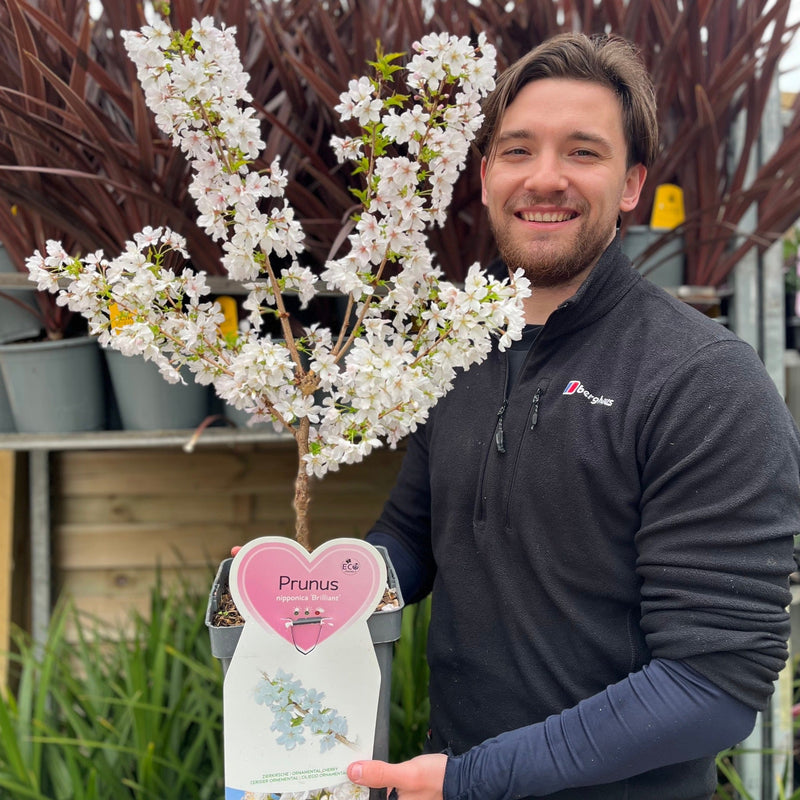 Ornamental Flowering Cherry Blossom Dwarf Tree - Nipponica ‘Brilliant' (2 Sizes Available) -