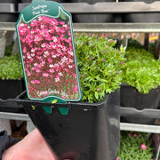 Saxifraga 'Pixie Rose' 2L -