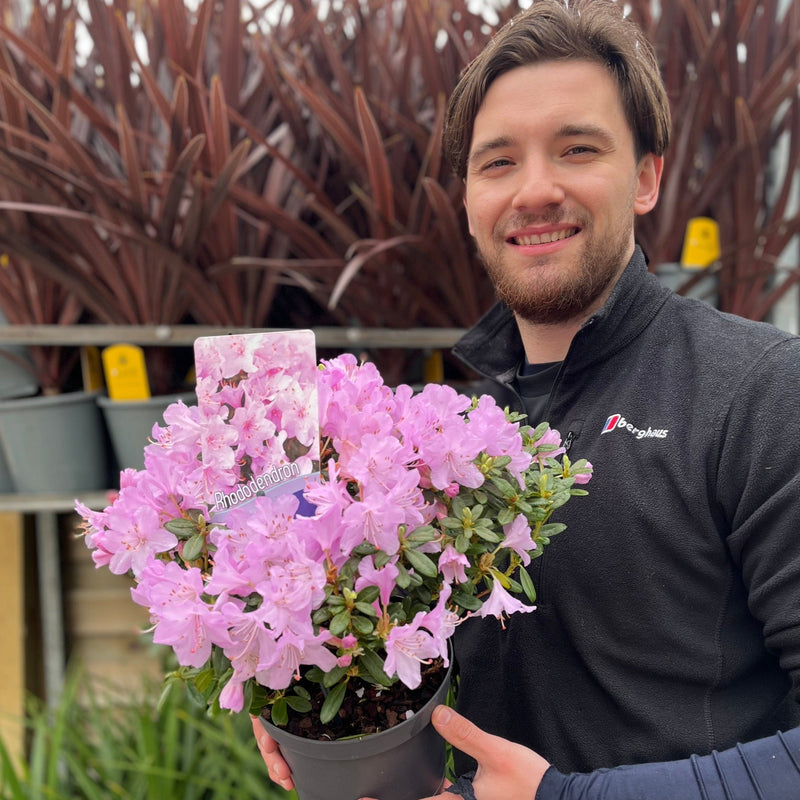 Dwarf Rhododendron 'Snipe' 1L -