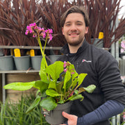 Bergenia cordifolia 'Purpurea' (Elephant's Ears) - Two sizes available -