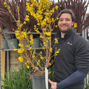 Forsythia x intermedia 'Mikador' 5L -