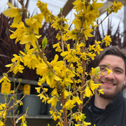 Forsythia x intermedia 'Mikador' 5L -
