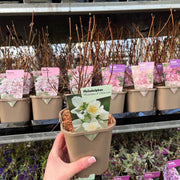 Philadelphus 'manteau d'Hermine' 1L / 2L -