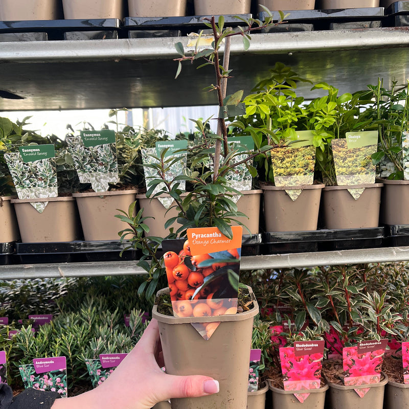 Pyracantha Golden Charmer 1L -