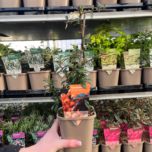 Pyracantha Golden Charmer 1L -