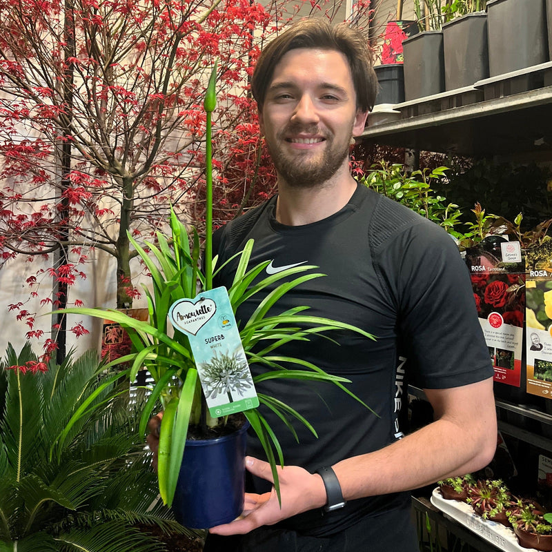 Agapanthus 'Africanus' - African Lily (White) 1.5L -