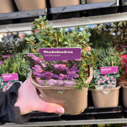 Rhododendron 'keleticum' 1L -