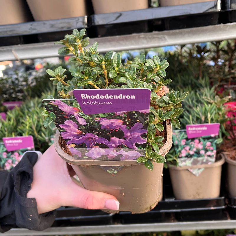 Rhododendron 'keleticum' 1L -