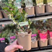 5 Shrubs for a Sunny Site (5 x 9cm Shrubs) -