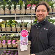 Syringa vulgaris 'Lavender Lady' (Lilac) -