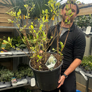 Hydrangea arborescens 'Incrediball' / 'Strong Annabelle' 3L / 5L / 7.5L / 10L / 20L -