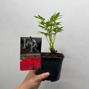 Peony 'Karl Rosenfield' 1L -