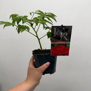 Peony ‘Felix Crousse’ 1L -