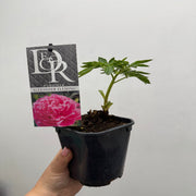 Peony 'Alexander Fleming' 1L -
