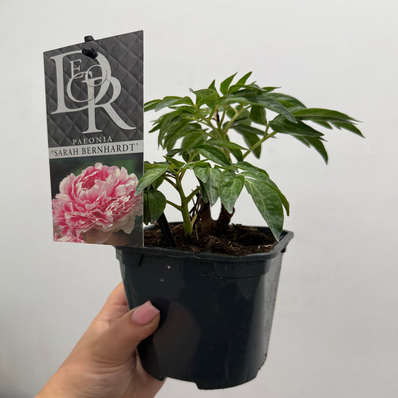 Peony 'Sarah Bernhardt' 1L -