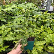 Achillea 'Coronation Gold' 9cm -