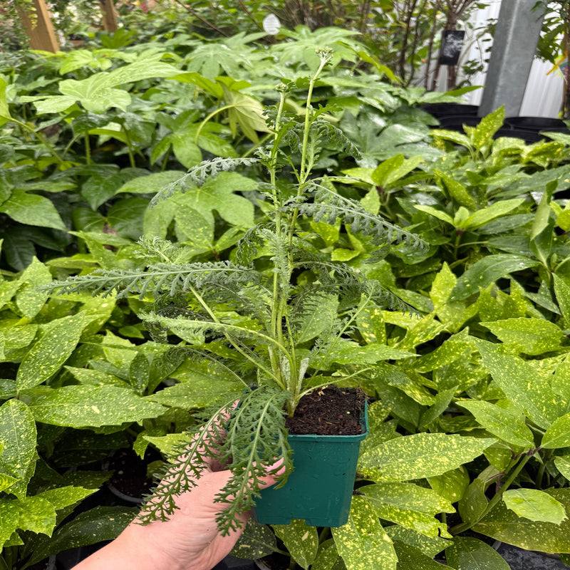 Achillea 'Coronation Gold' 9cm -