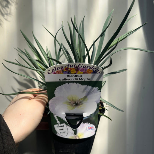 Dianthus x allwoodii 'Mojito' 9cm -