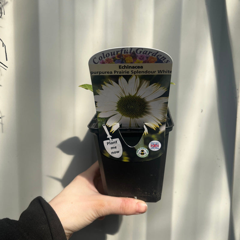 Echinacea purpurea Prairie Splendour White 9cm -