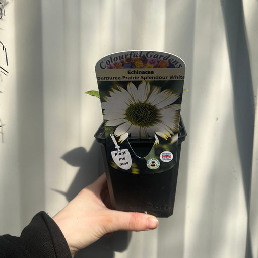 Echinacea purpurea Prairie Splendour White 9cm -