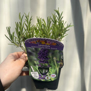 Lavender angustifolia 'Blue Scent' 9cm -