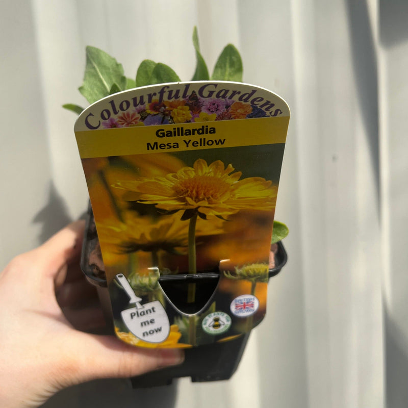 Gaillardia 'Mesa Yellow' 9cm / 2L -