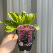 Digitalis mertonensis 'Summer King' 9cm -