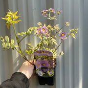Polemonium 'Golden Feathers' (Jacobs Ladder) 9cm -