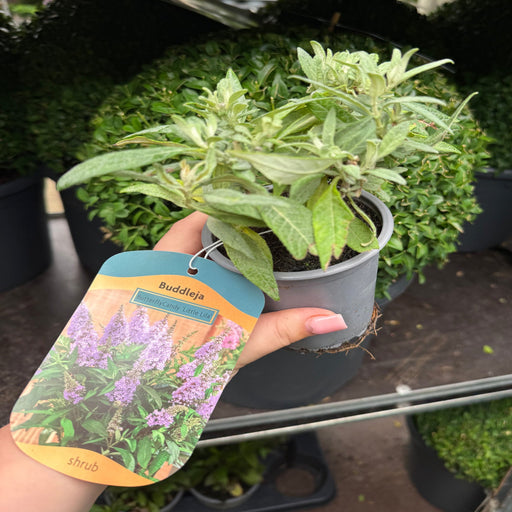 Buddleja 'Butterfly Candy Little Lila' 9cm/1L/3L -